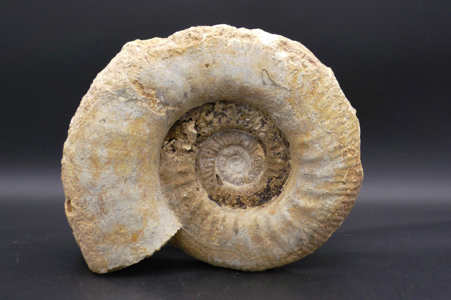 Large and Heavy Petrified Ammonite Fossil 6,7 Kg.