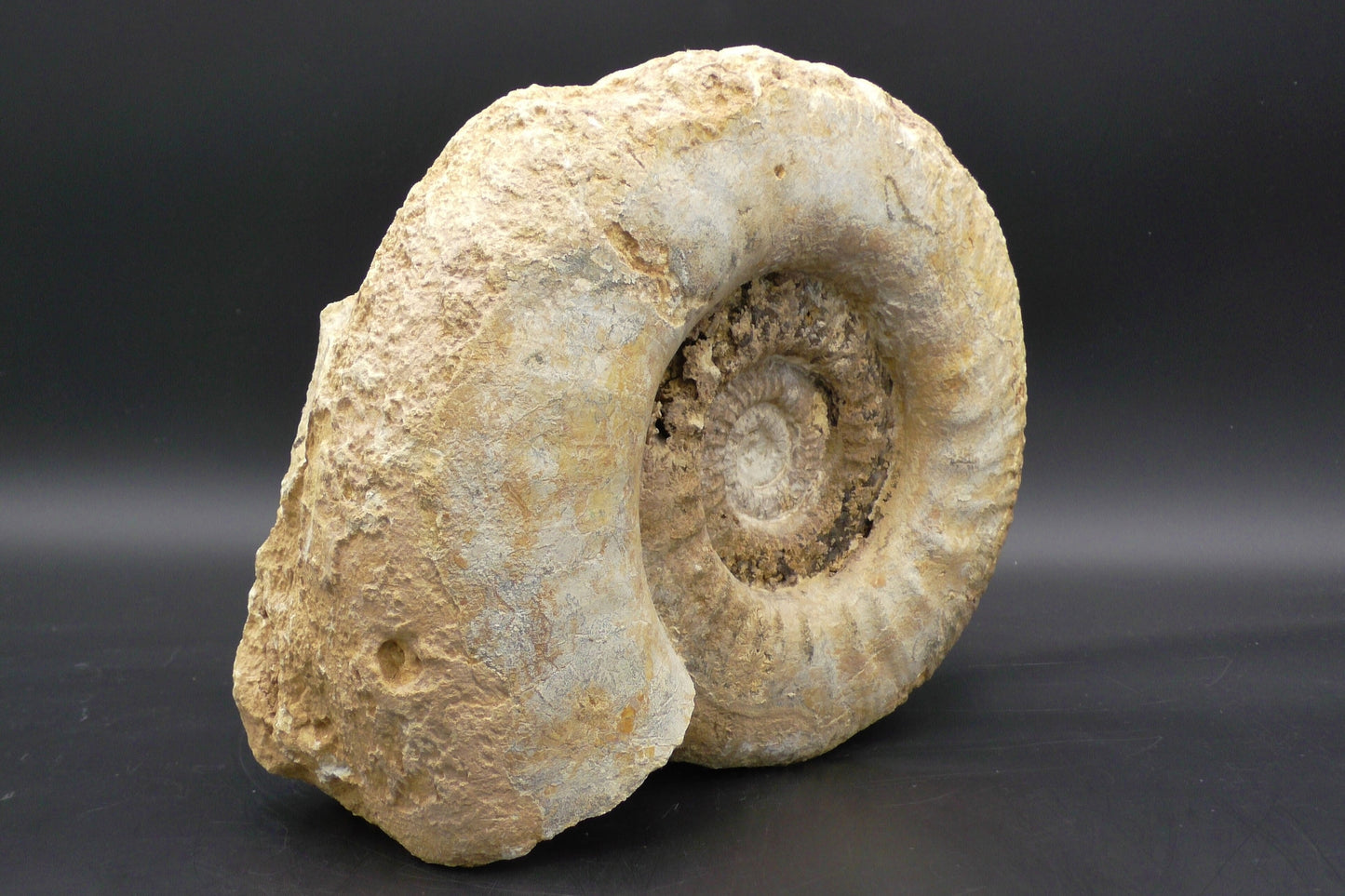 Large and Heavy Petrified Ammonite Fossil 6,7 Kg.