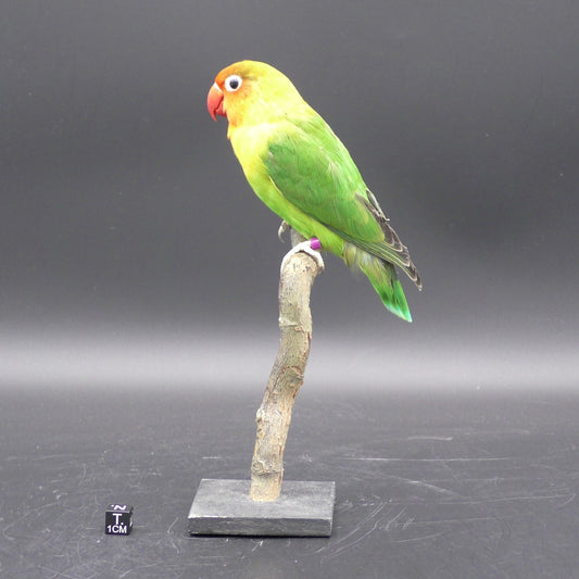 Beautiful Specimen of a Lovebird in Good Condition (with CITES  document)