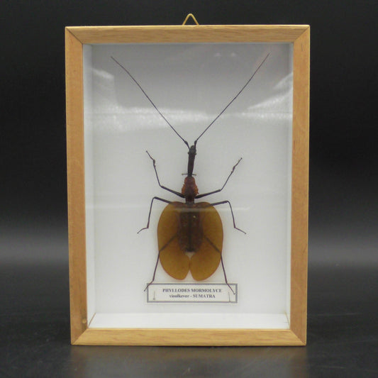 Violin Beetle Wall Display (20 x 15 x 6 cm)