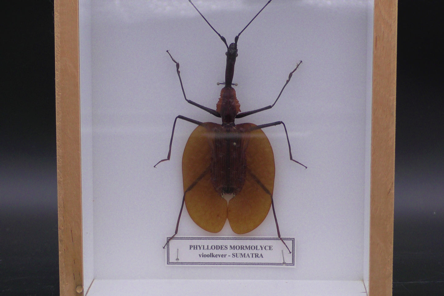 Violin Beetle Wall Display (20 x 15 x 6 cm)