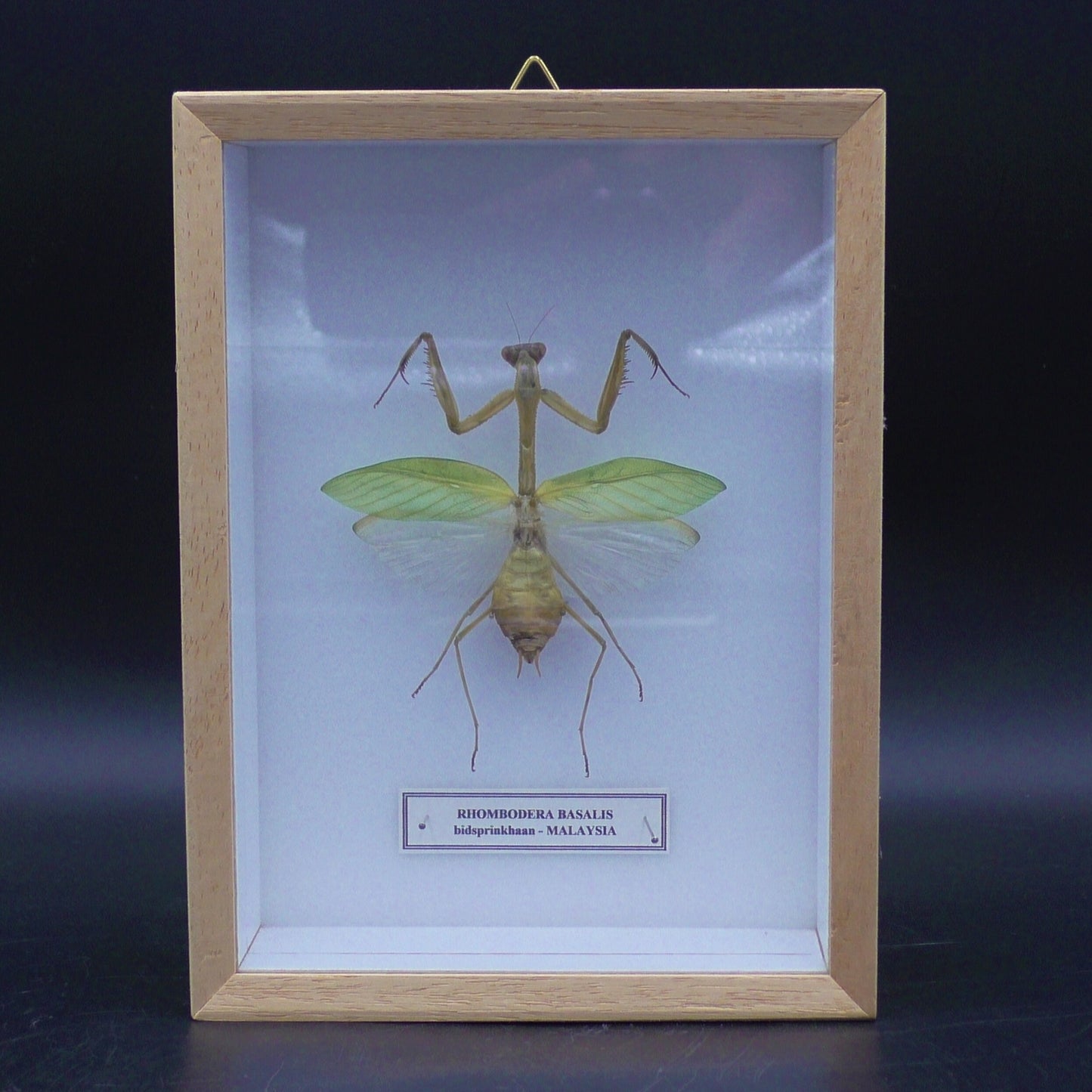 Praying Mantis Wall Display (20 x 15 x 6 cm)