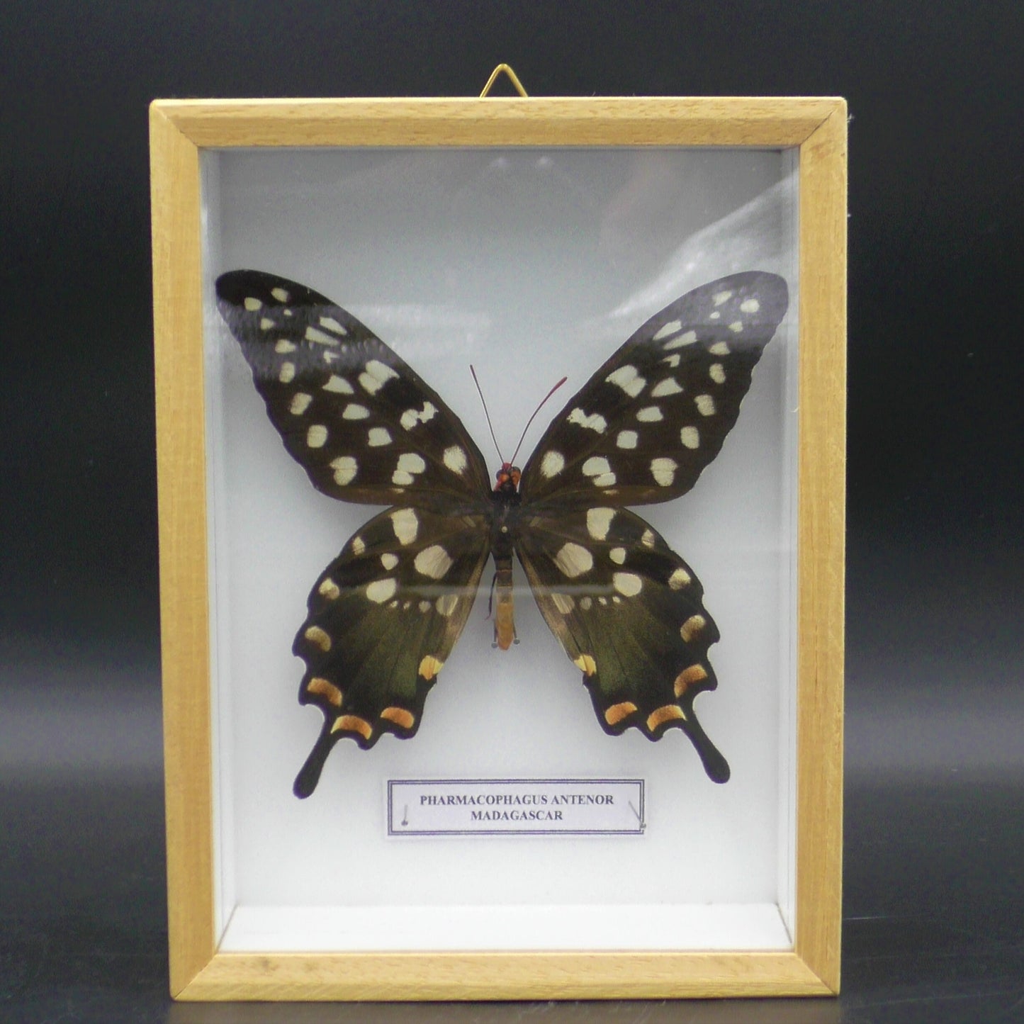 Madagascar Butterfly Wall Display (20 x 15 x 6 cm)