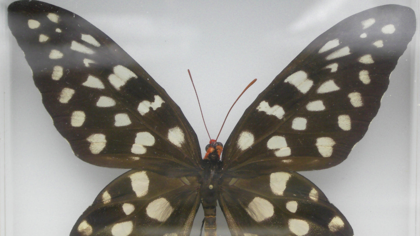 Madagascar Butterfly Wall Display (20 x 15 x 6 cm)