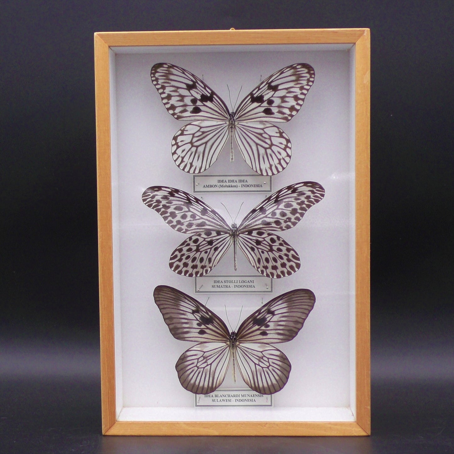 Three Black & White Butterflies Wall Display (30 x 20 x 6 cm)