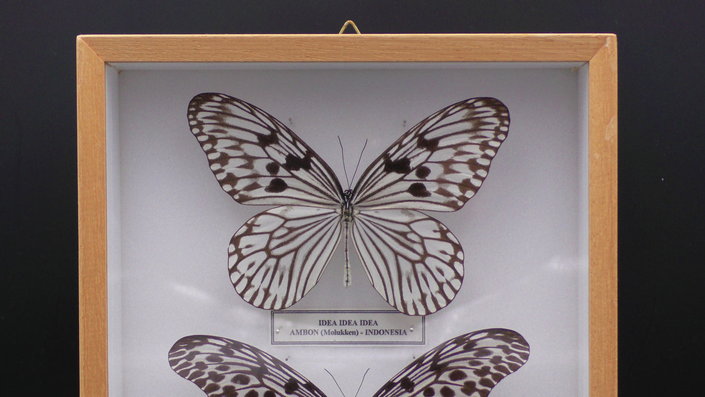 Three Black & White Butterflies Wall Display (30 x 20 x 6 cm)