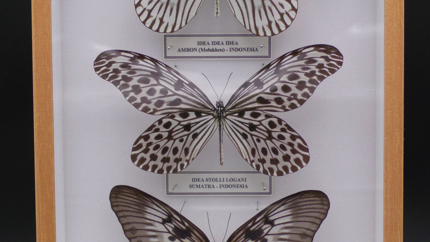 Three Black & White Butterflies Wall Display (30 x 20 x 6 cm)