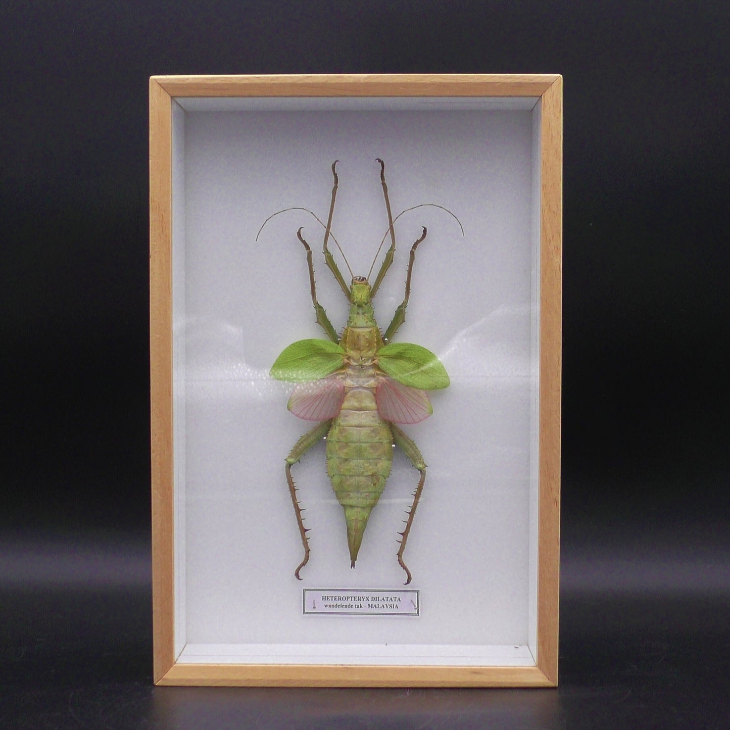 Walking Stick Wall Display (30 x 20 x 6 cm)